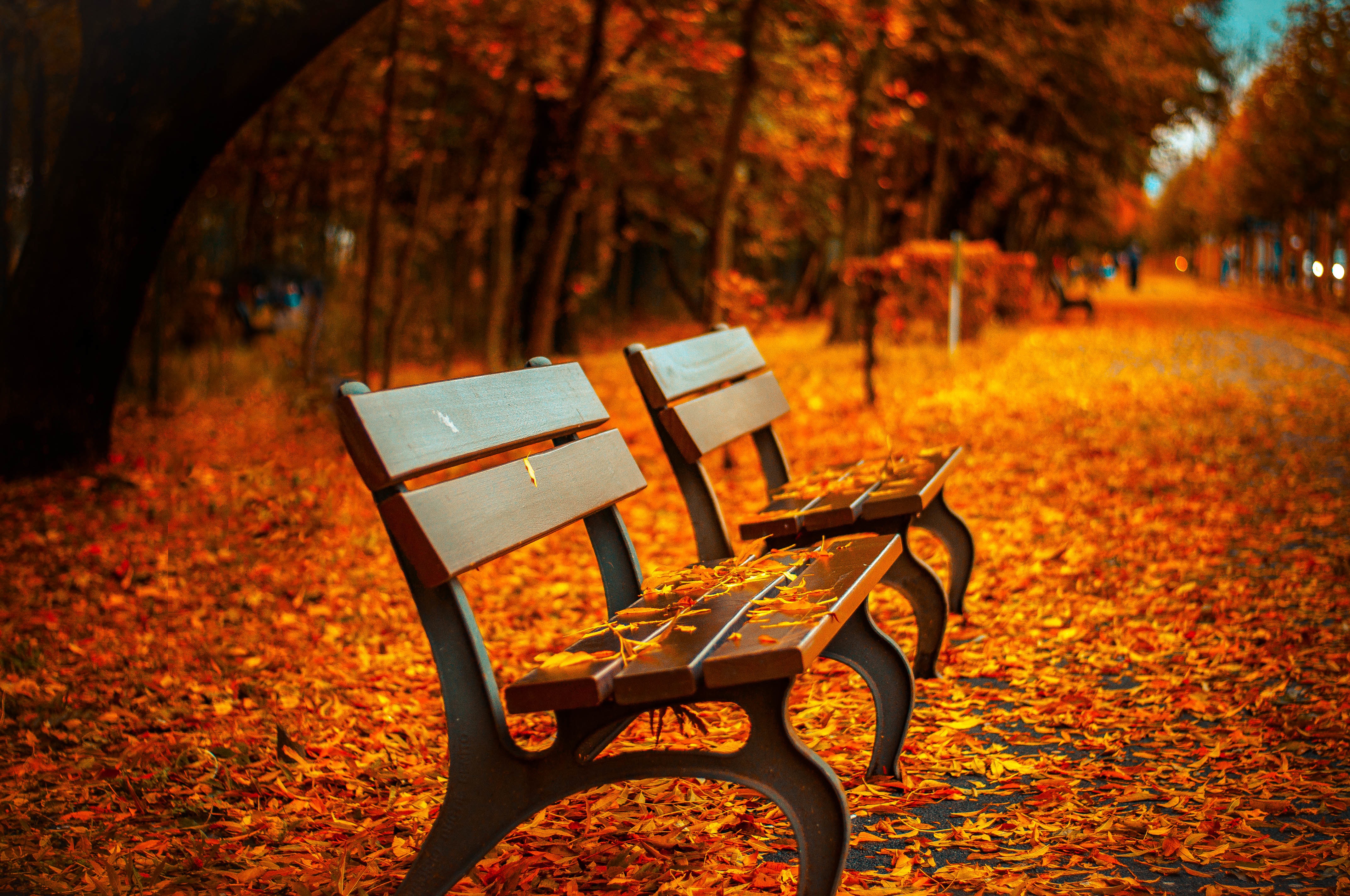 Autumn Park Bench
