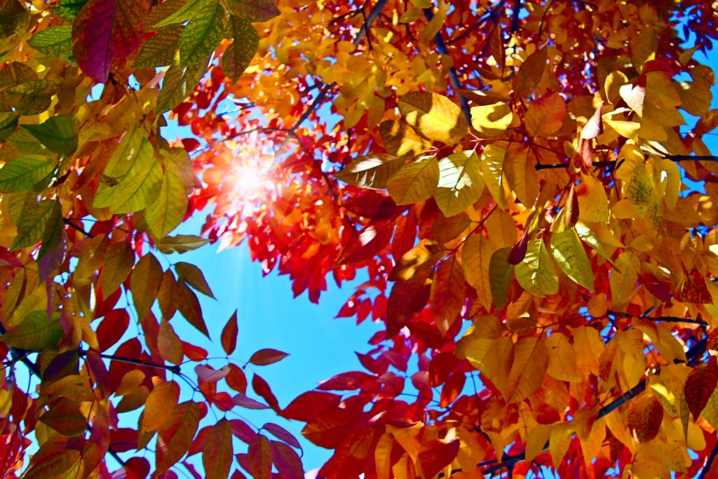 East Coast Autumn Foliage Retreat
